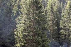 stafali_2